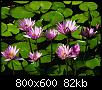 Klicke auf die Grafik fr eine grere Ansicht

Name:	Wasserlilien.jpg
Hits:	220
Gre:	81,8 KB
ID:	59