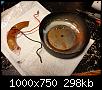 Klicke auf die Grafik fr eine grere Ansicht

Name:	20241219_234118.jpg
Hits:	93
Gre:	298,5 KB
ID:	76537